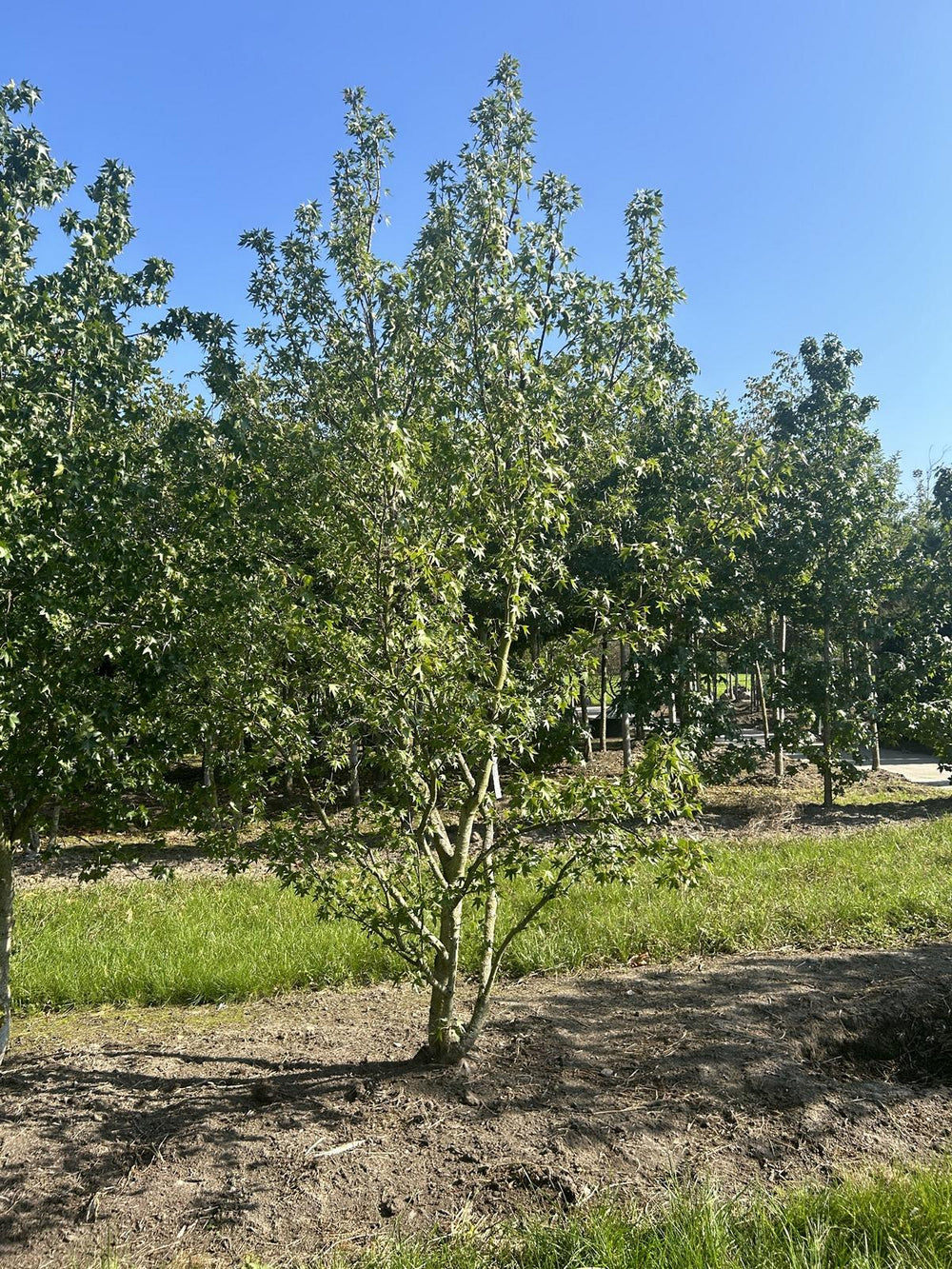 Liquidambar styraciflua