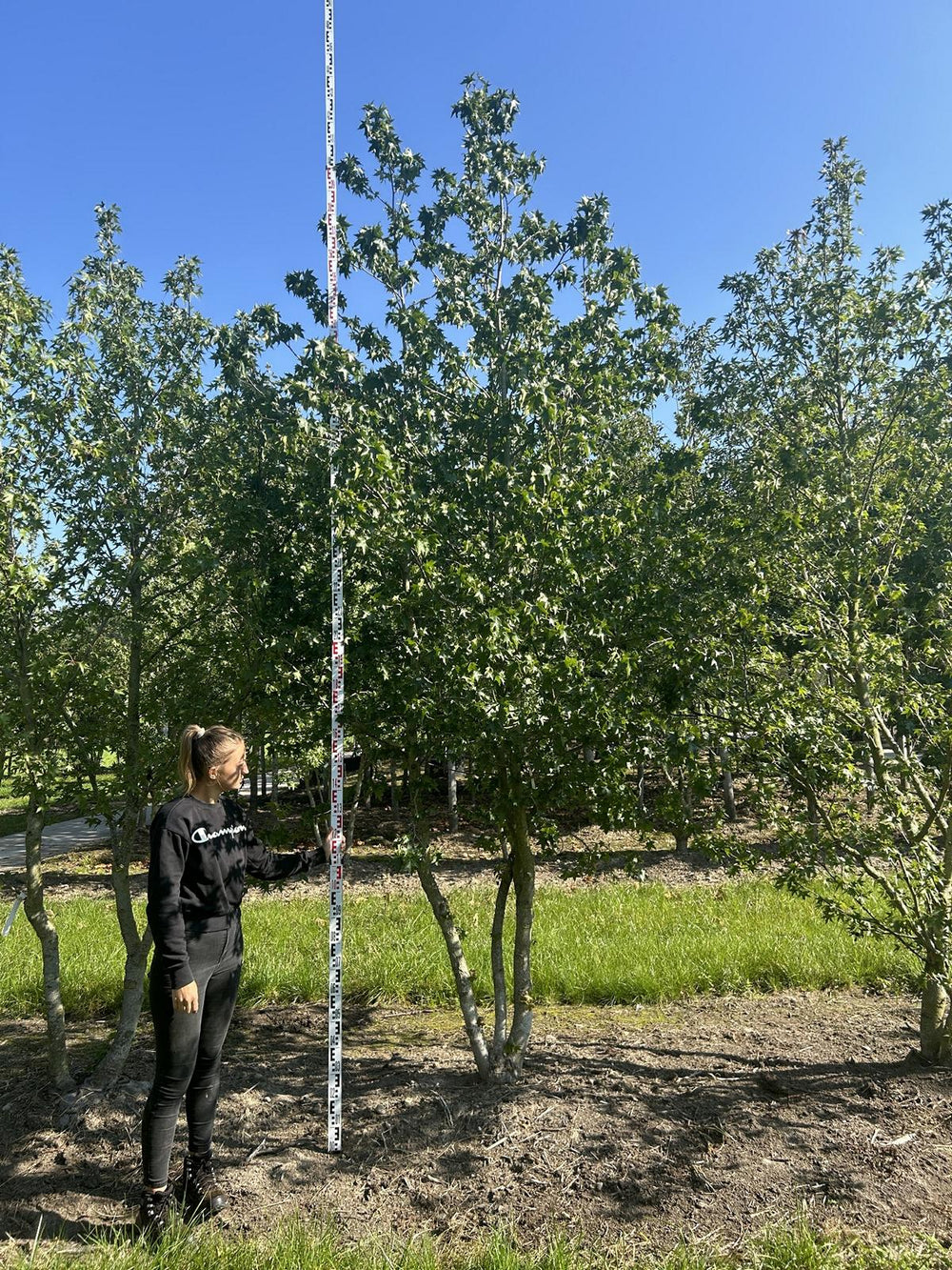 Liquidambar styraciflua