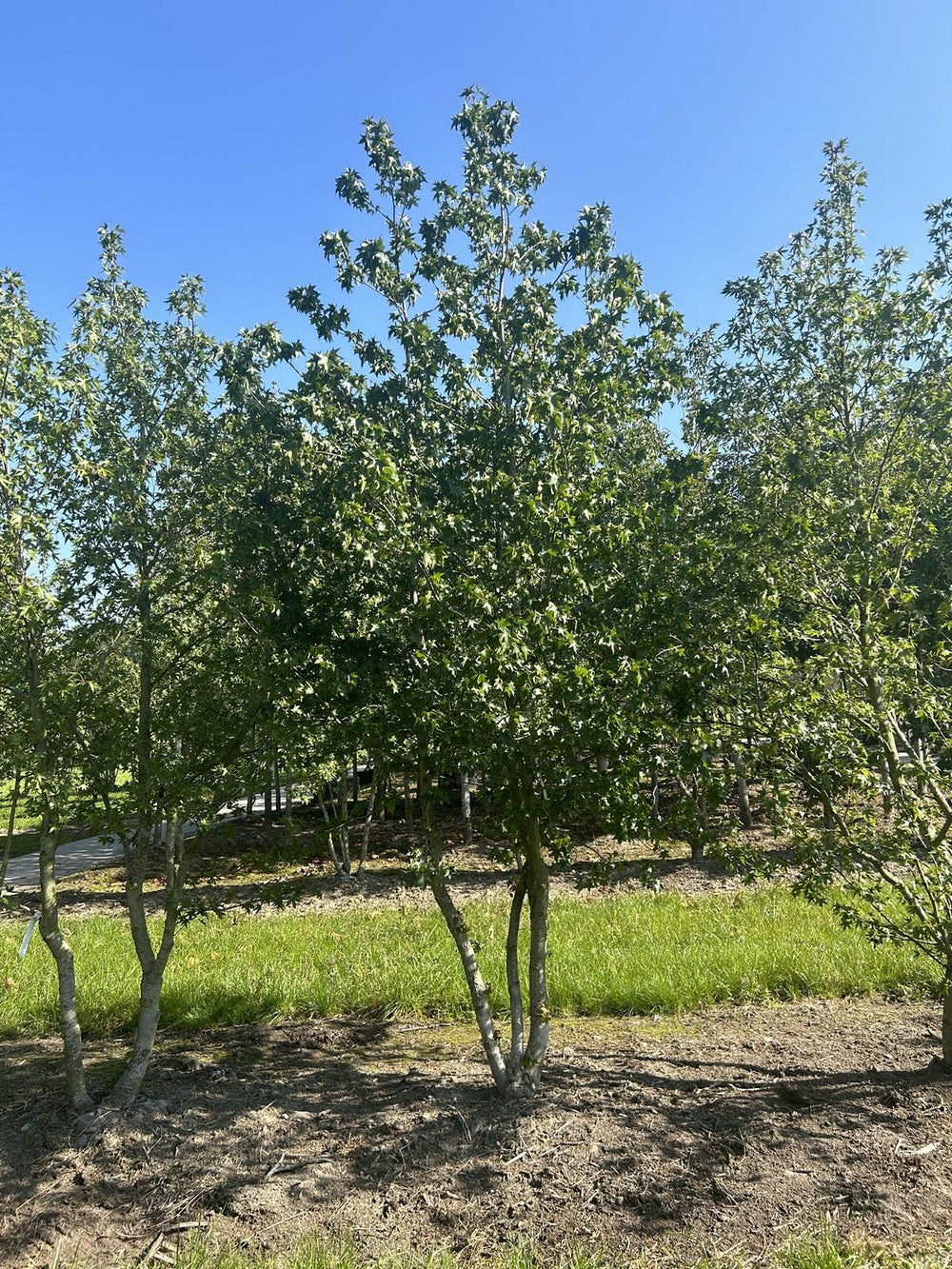 Liquidambar styraciflua