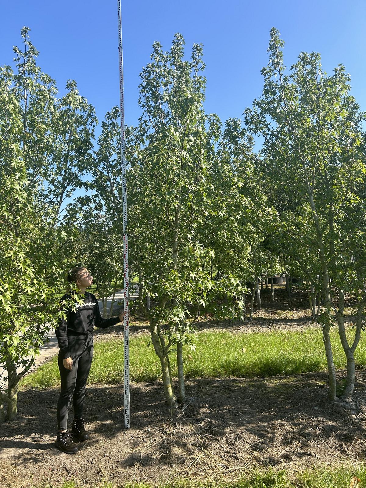 Liquidambar styraciflua