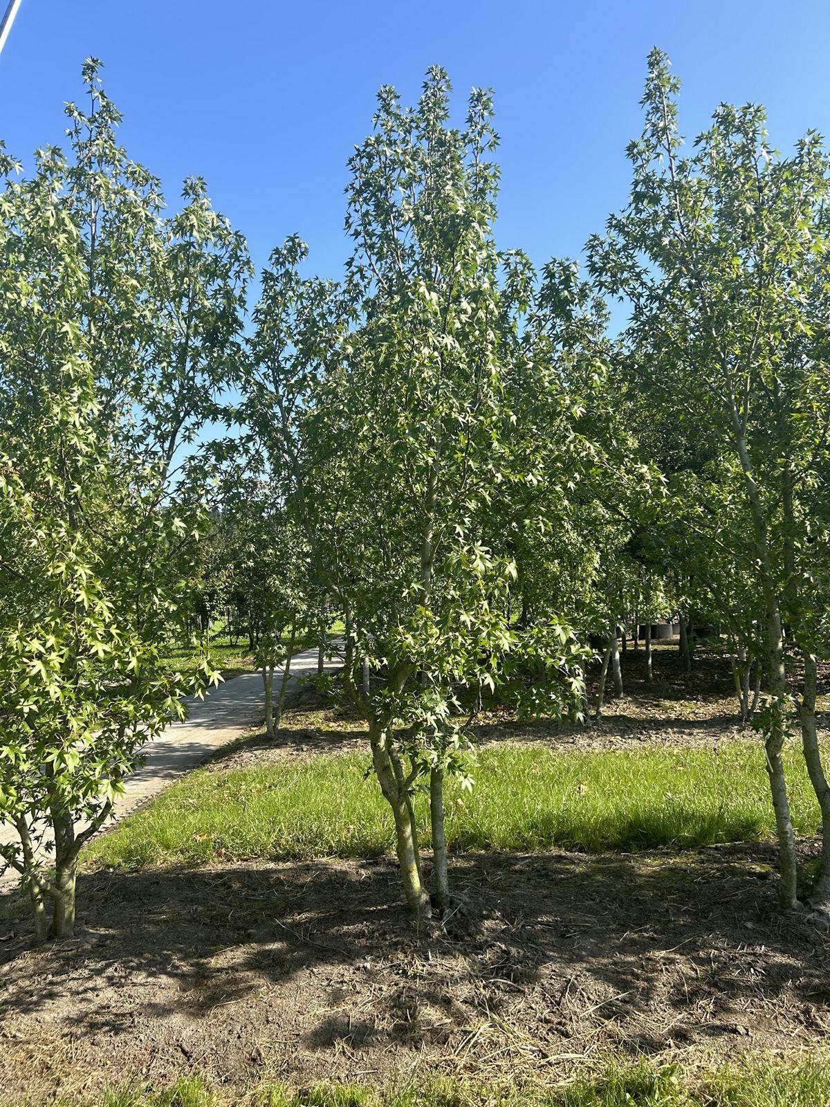 Liquidambar styraciflua