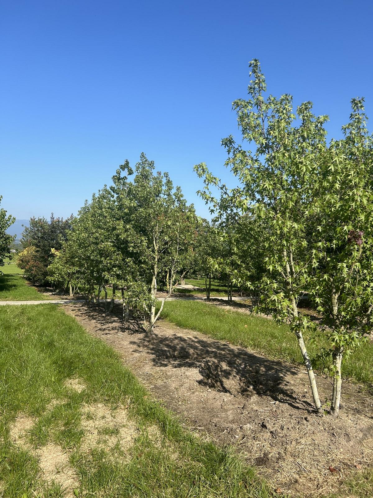 Liquidambar styraciflua