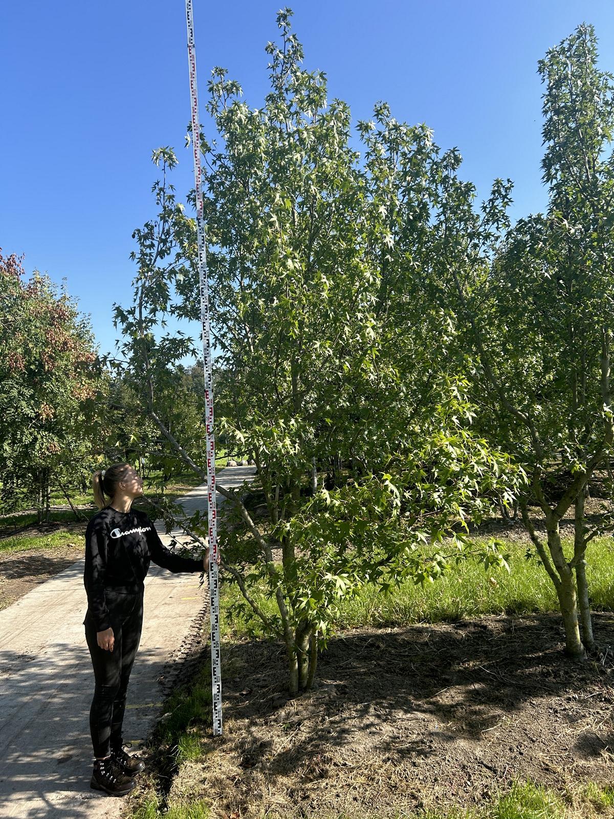 Liquidambar styraciflua