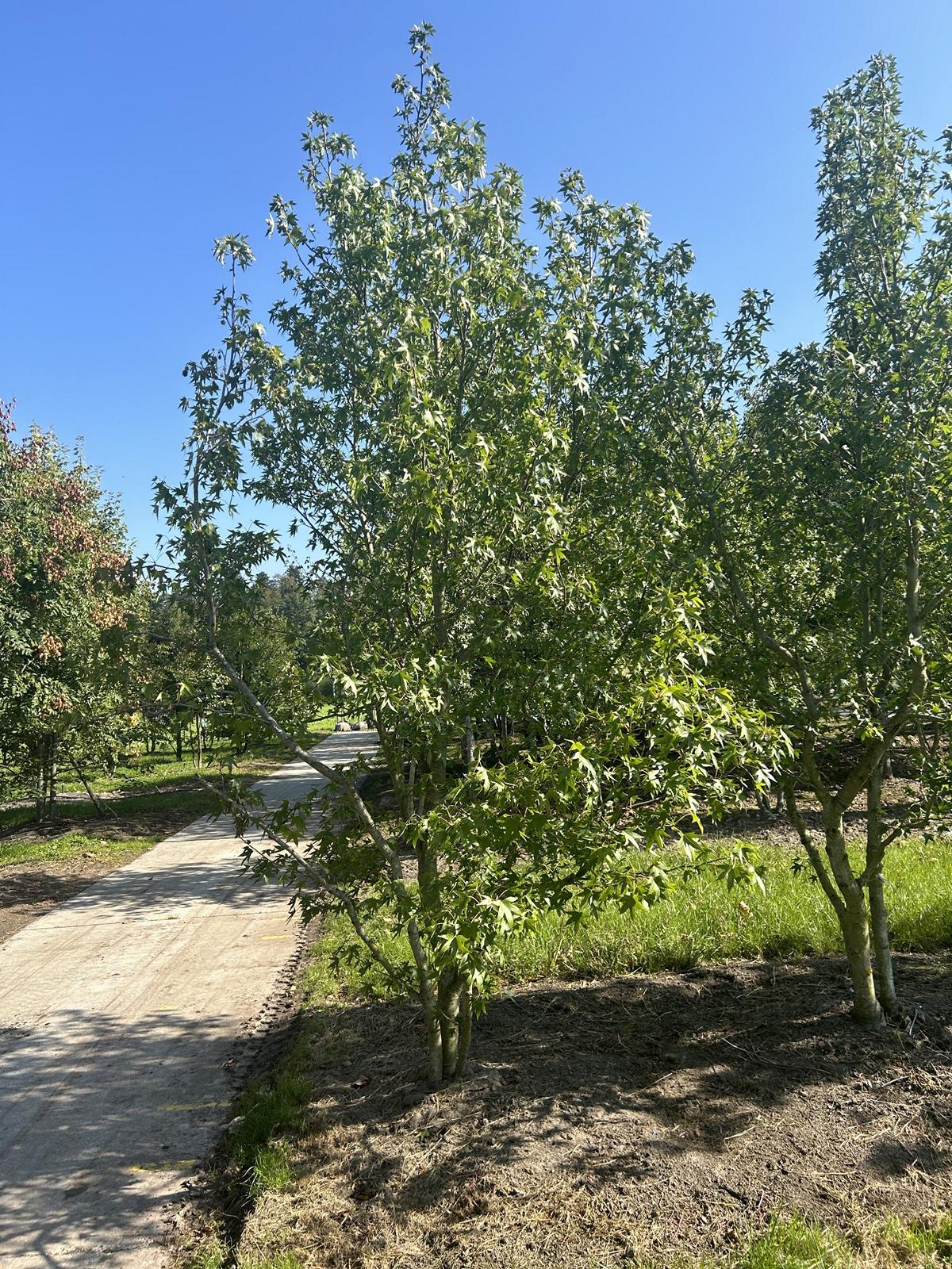 Liquidambar styraciflua