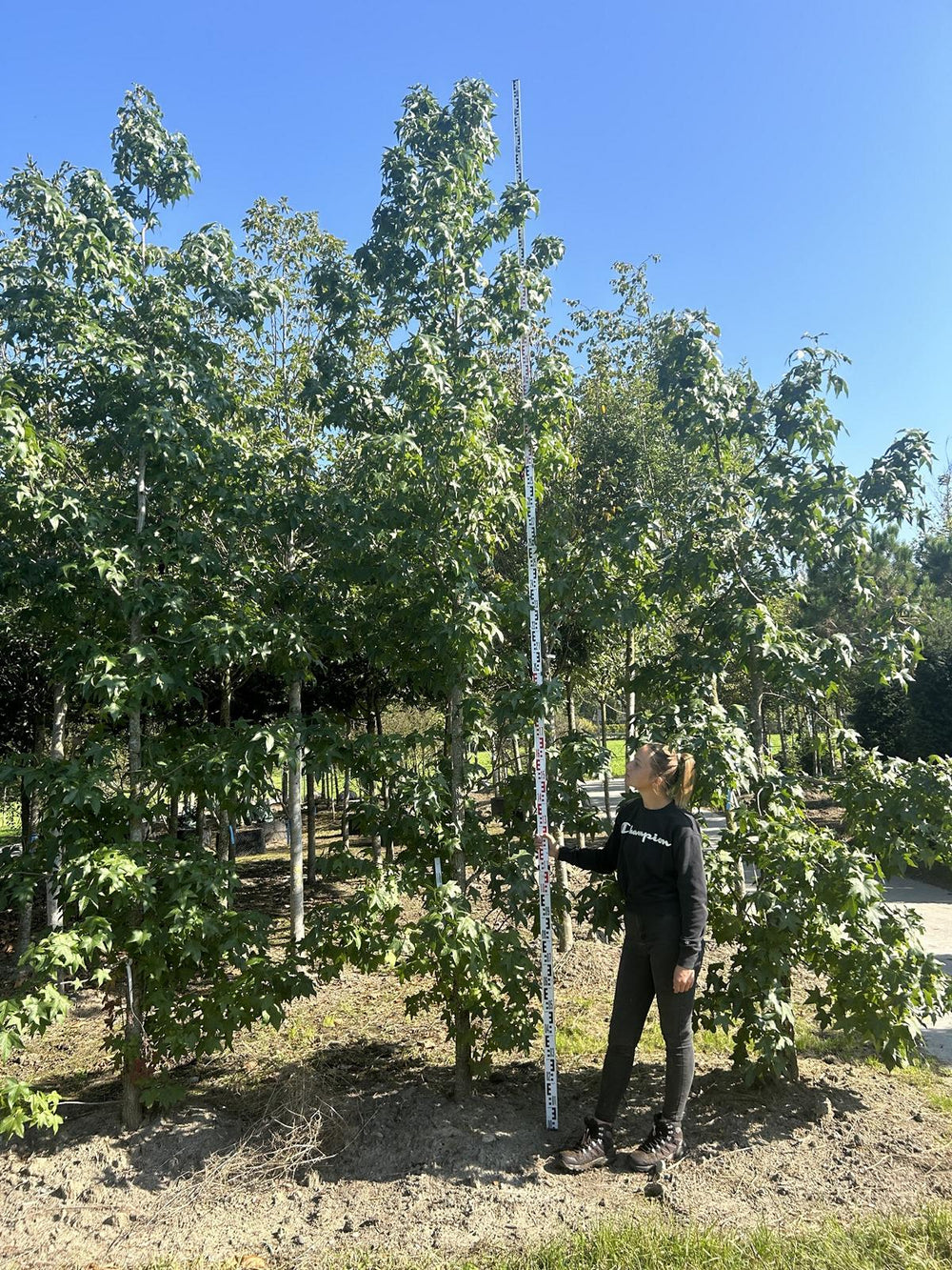 Liquidambar styraciflua