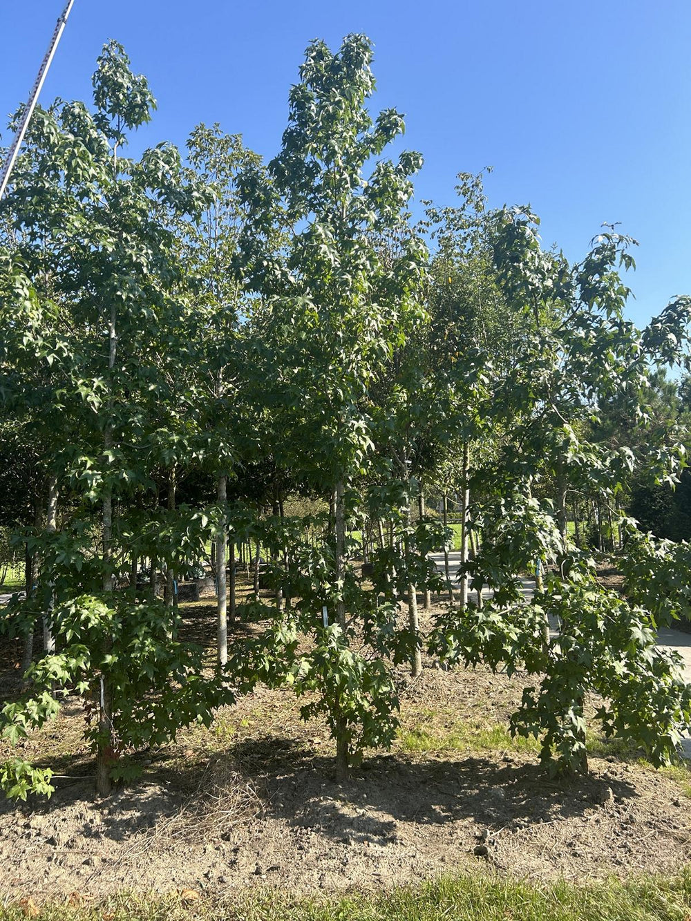 Liquidambar styraciflua