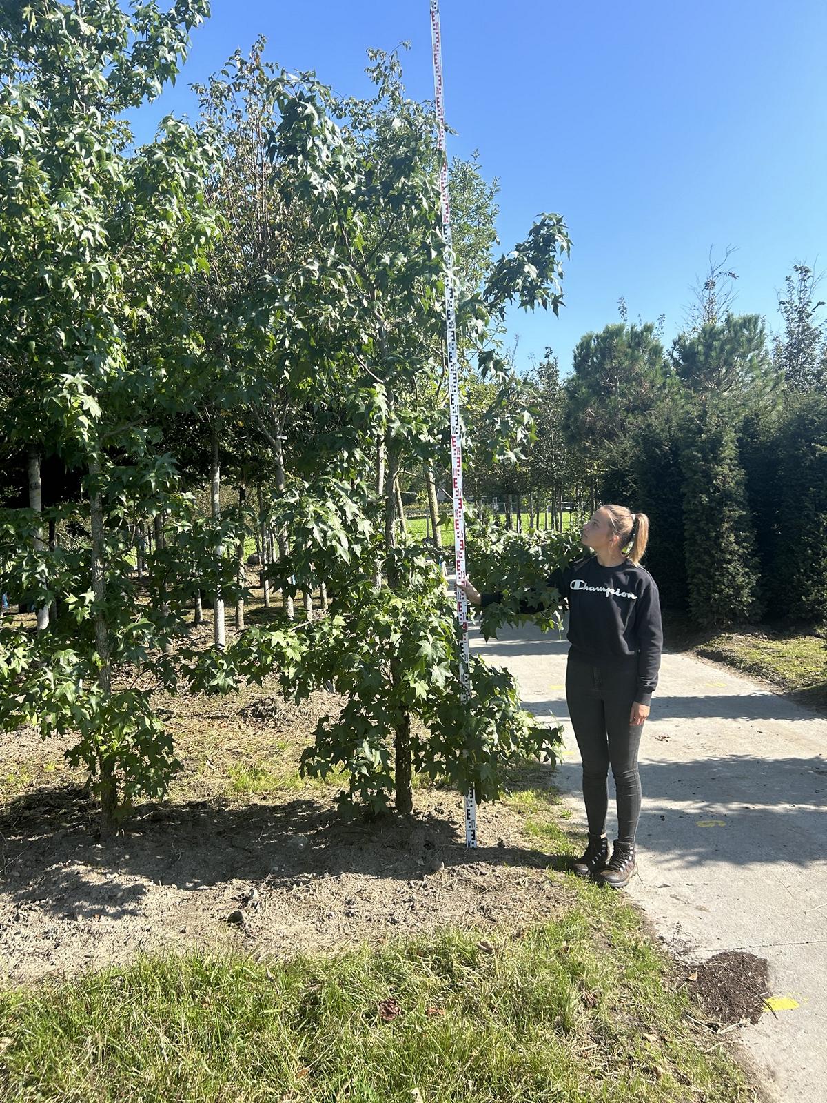 Liquidambar styraciflua