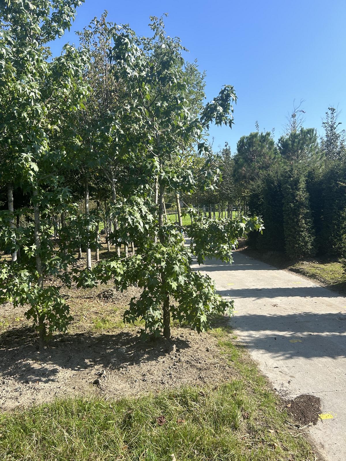 Liquidambar styraciflua