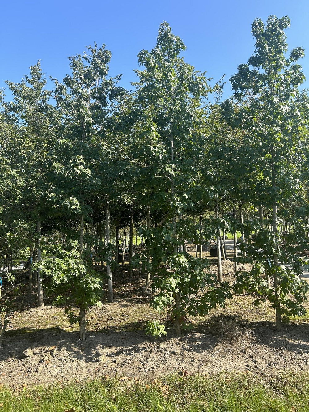 Liquidambar styraciflua