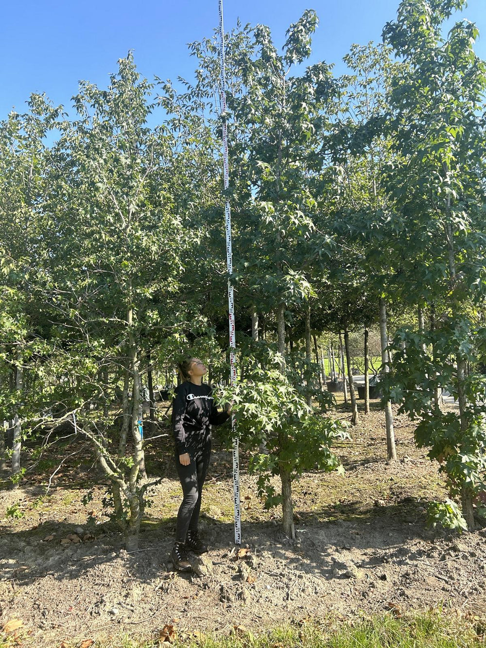 Liquidambar styraciflua