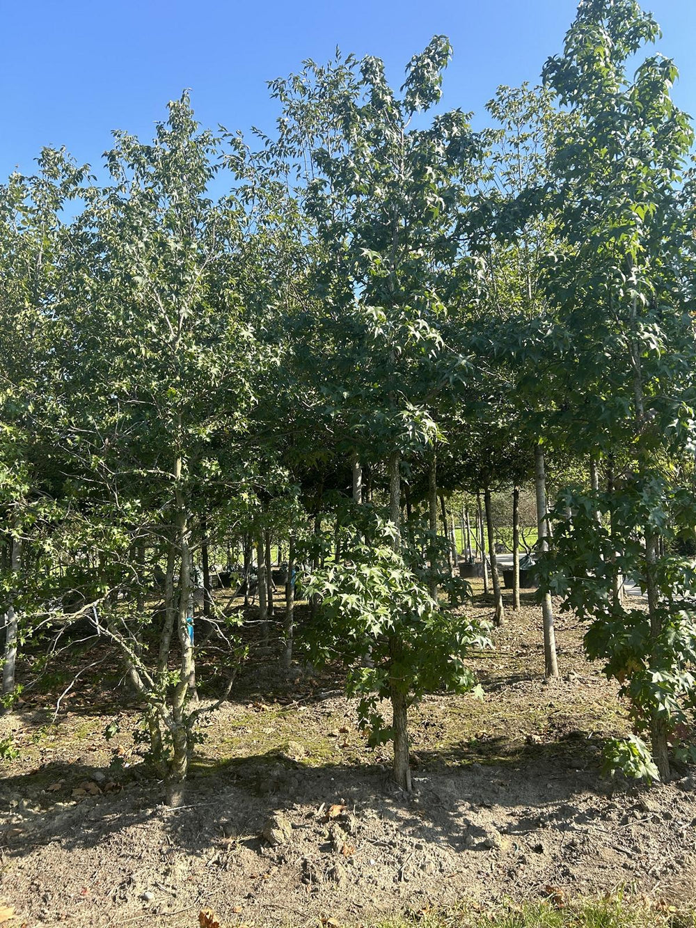 Liquidambar styraciflua