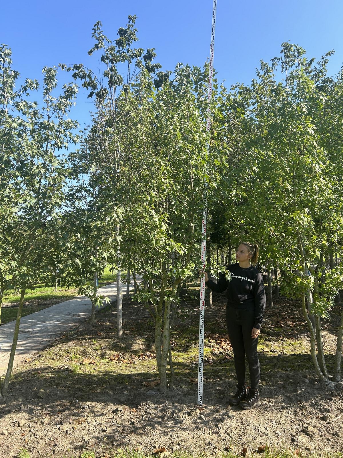 Liquidambar styraciflua