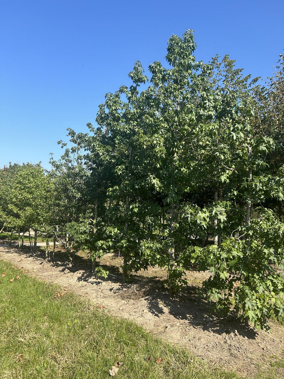 Liquidambar styraciflua