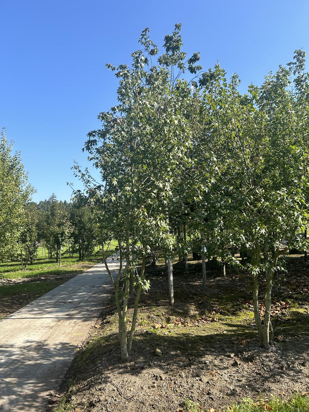 Liquidambar styraciflua