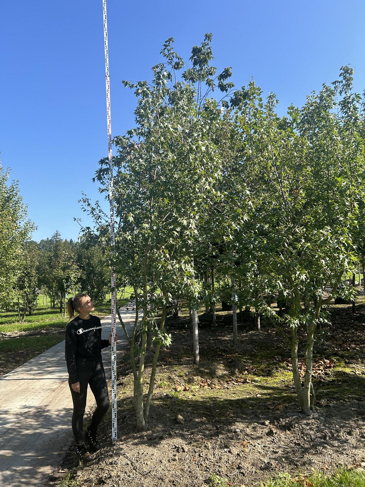 Liquidambar styraciflua