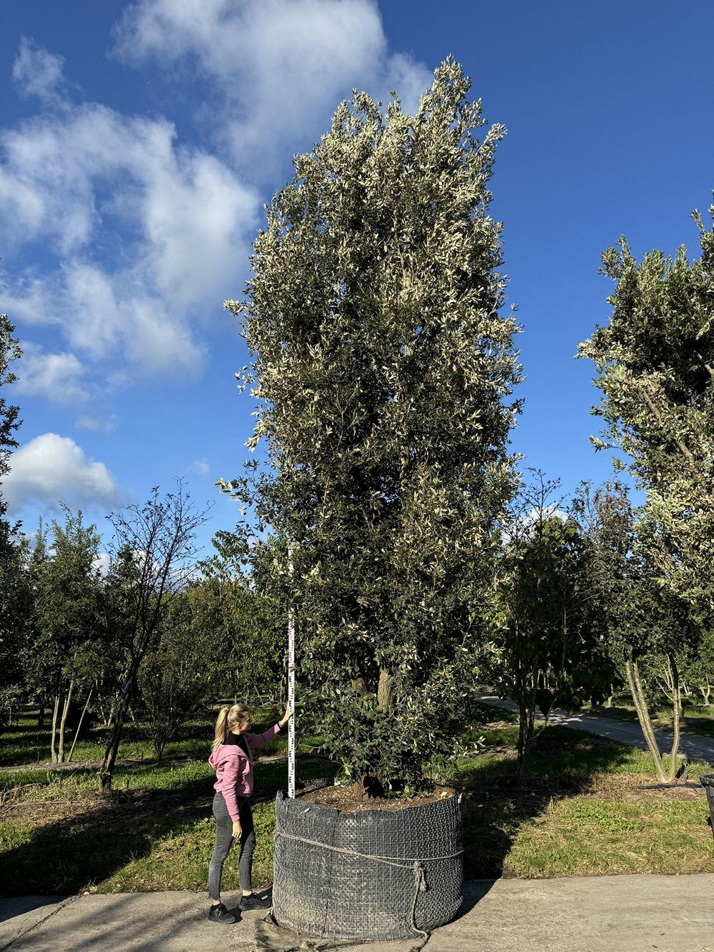 Quercus ilex