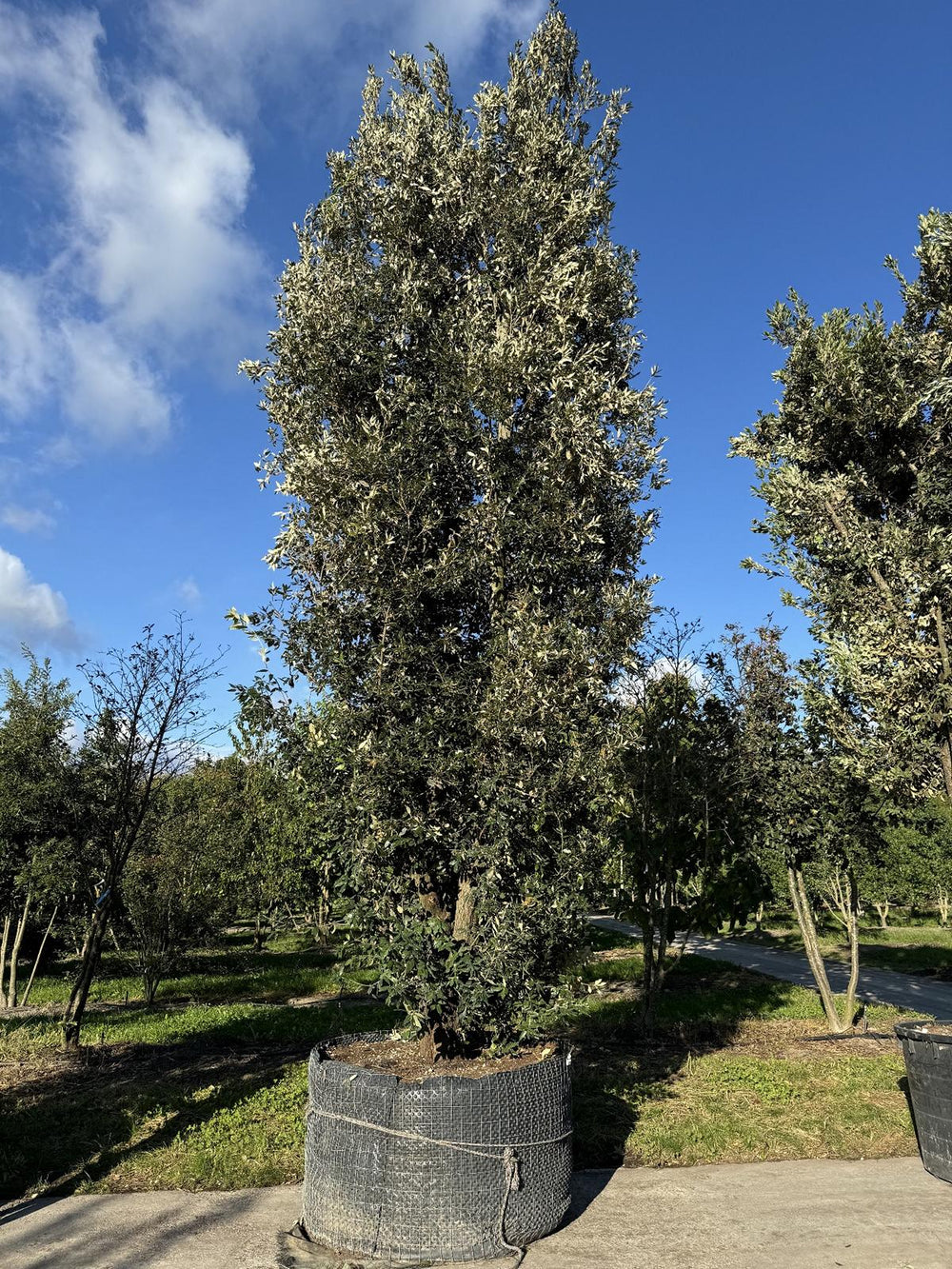 Quercus ilex