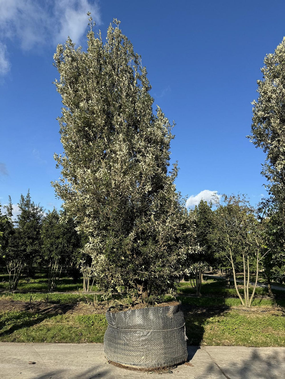 Quercus ilex