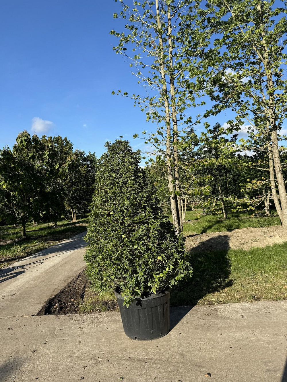 Viburnum tinus 'Eve Price'