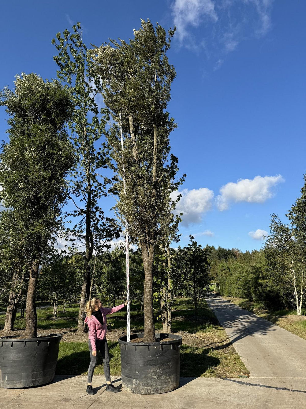 Quercus ilex