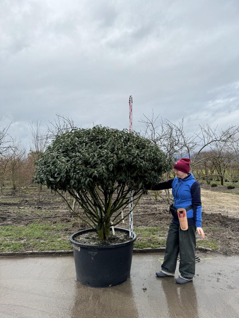 Prunus lusitanica 'Angustifolia' Dachform