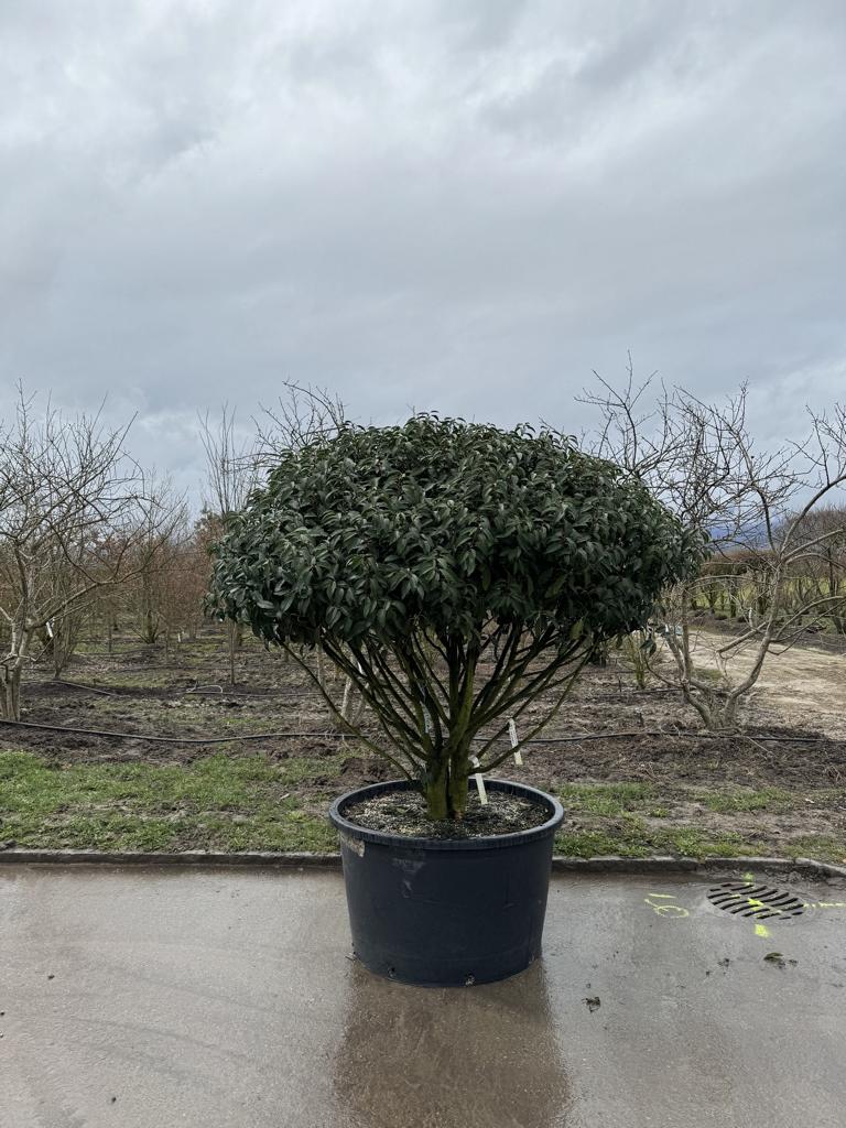 Prunus lusitanica 'Angustifolia' Dachform
