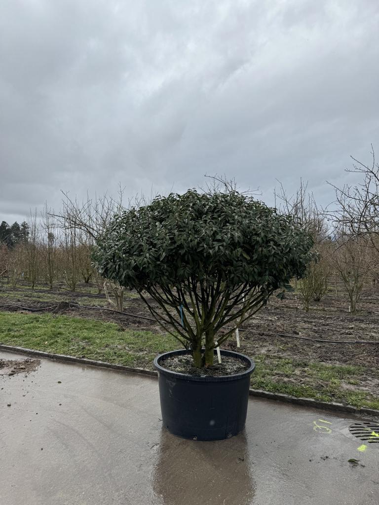 Prunus lusitanica 'Angustifolia' Dachform