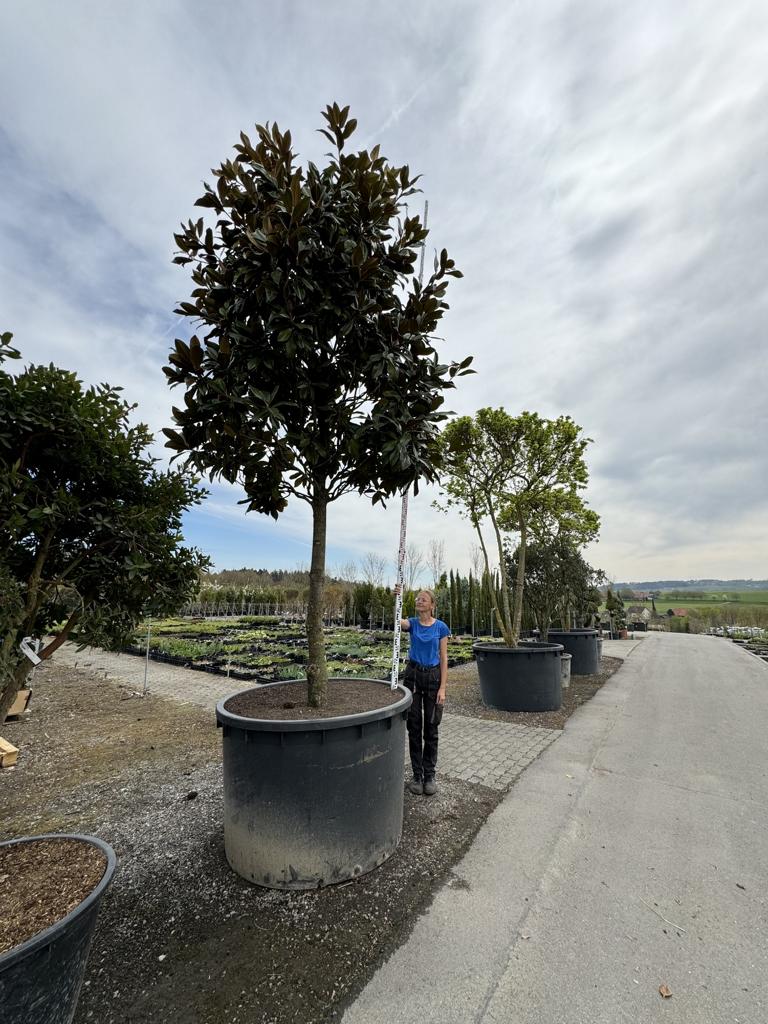 Magnolia grandiflora