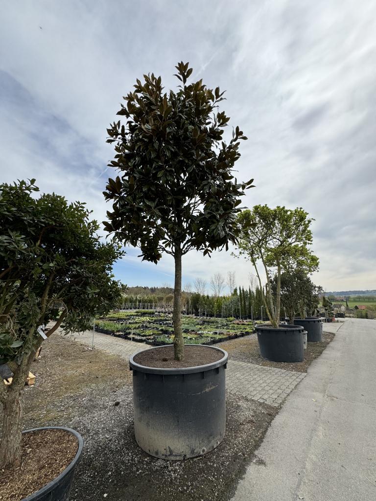 Magnolia grandiflora