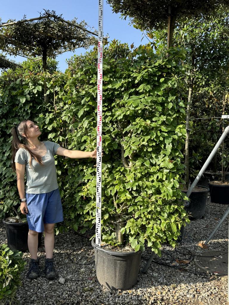Parrotia persica Spalierform