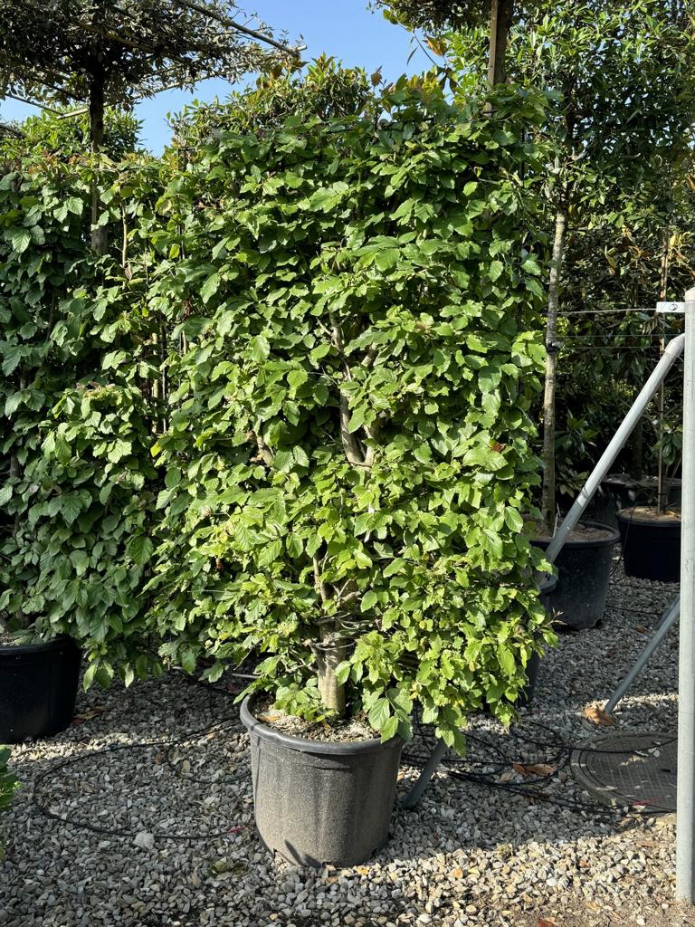 Parrotia persica Spalierform