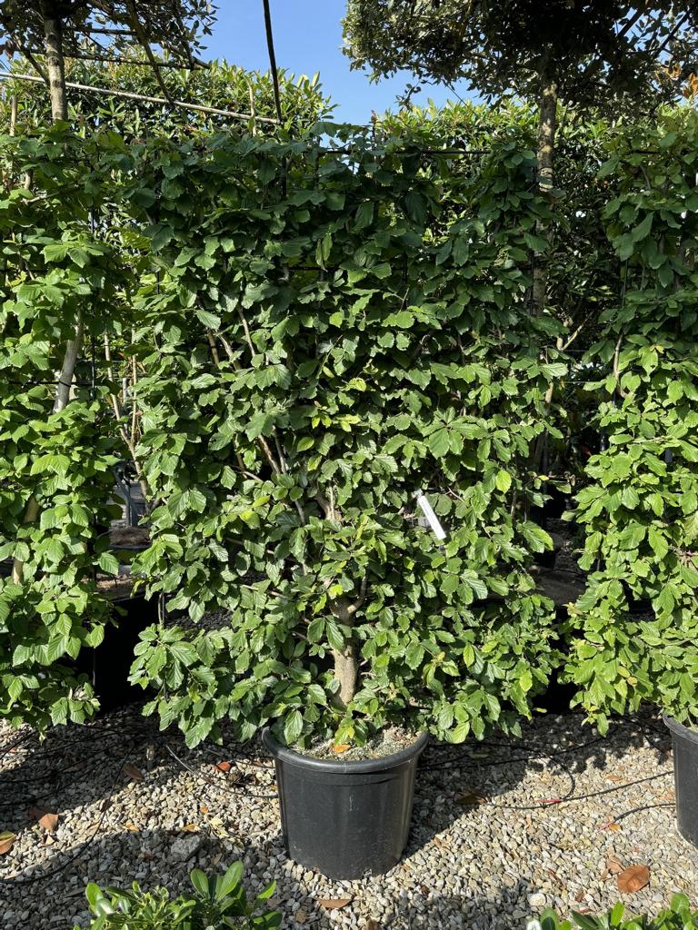 Parrotia persica Spalierform