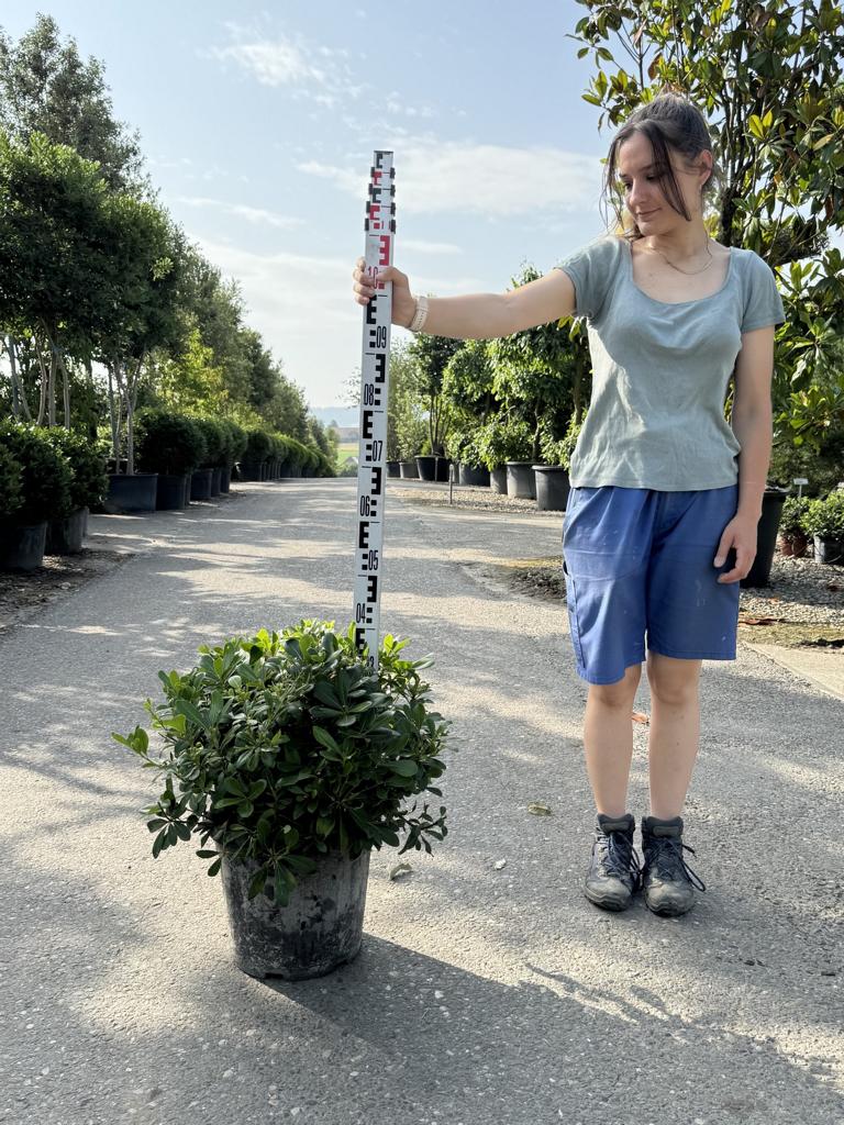 Pittosporum tobira 'Nanum'