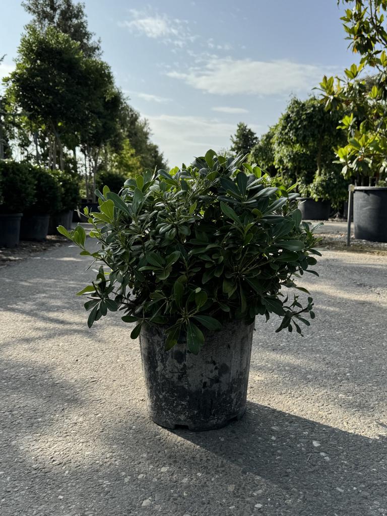 Pittosporum tobira 'Nanum'