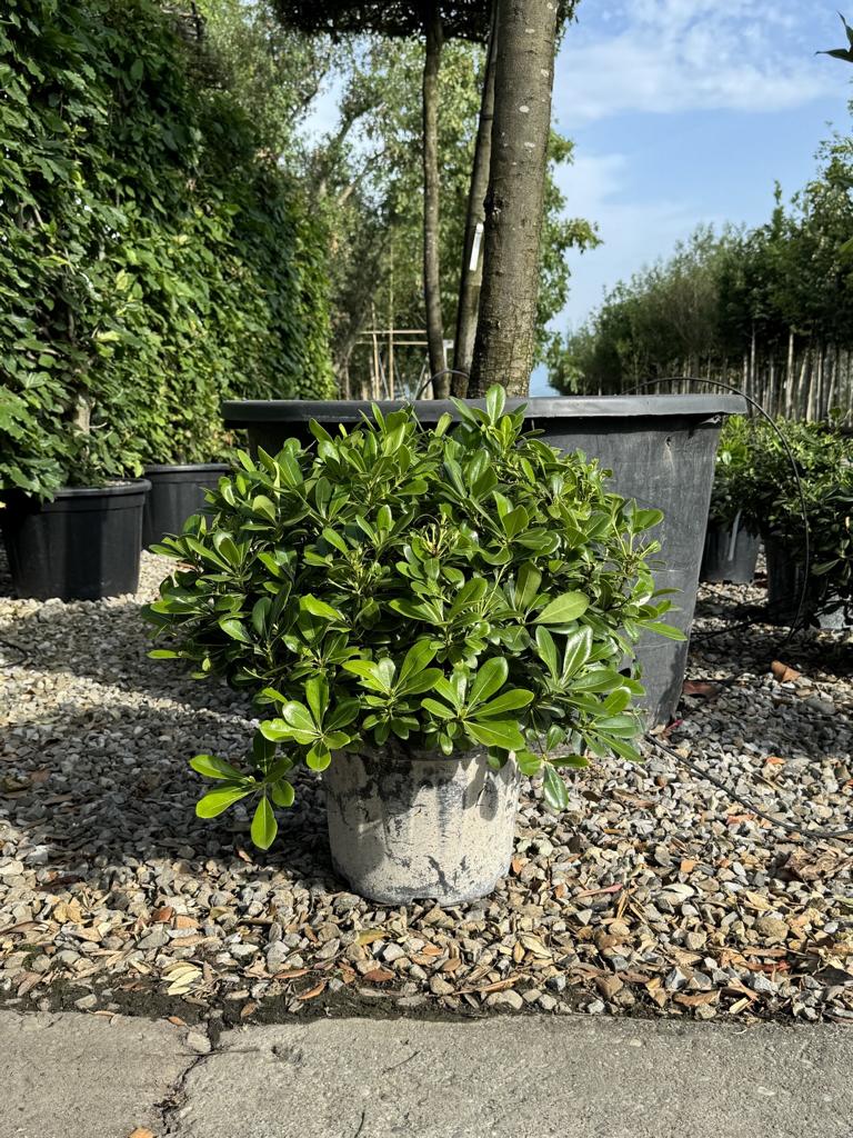 Pittosporum tobira 'Nanum'