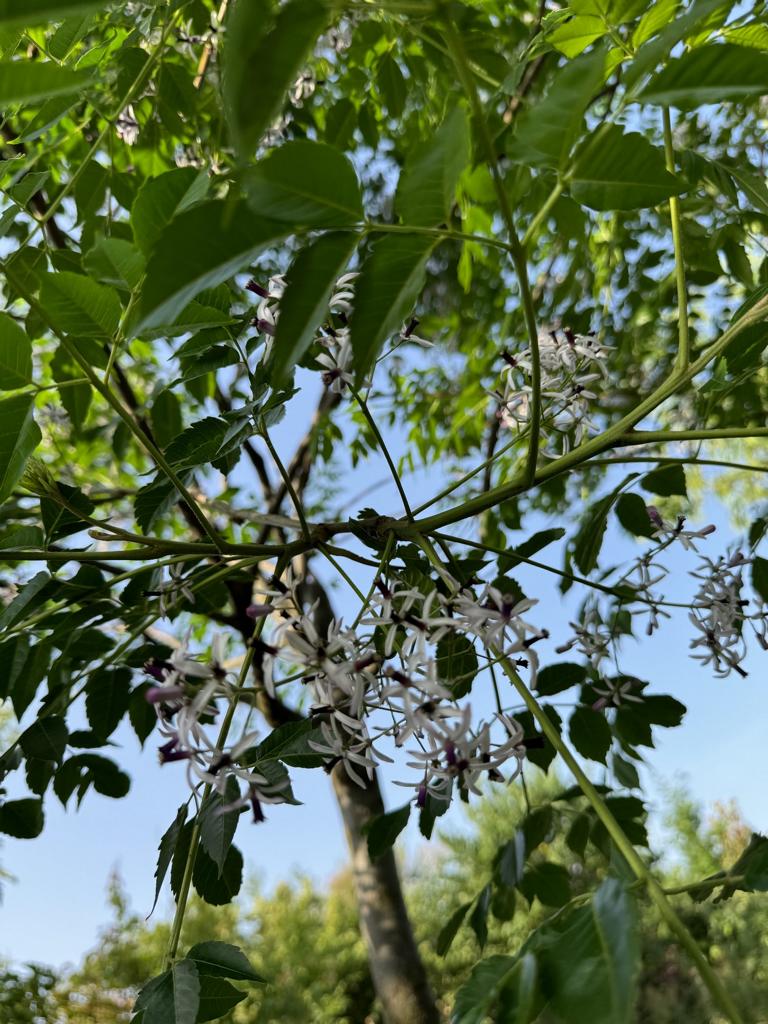 Melia azedarach