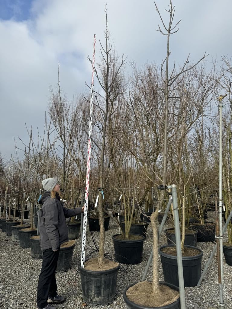 Phellodendron amurense