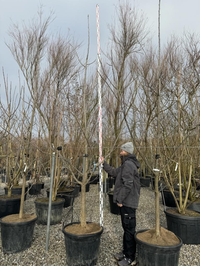 Phellodendron amurense