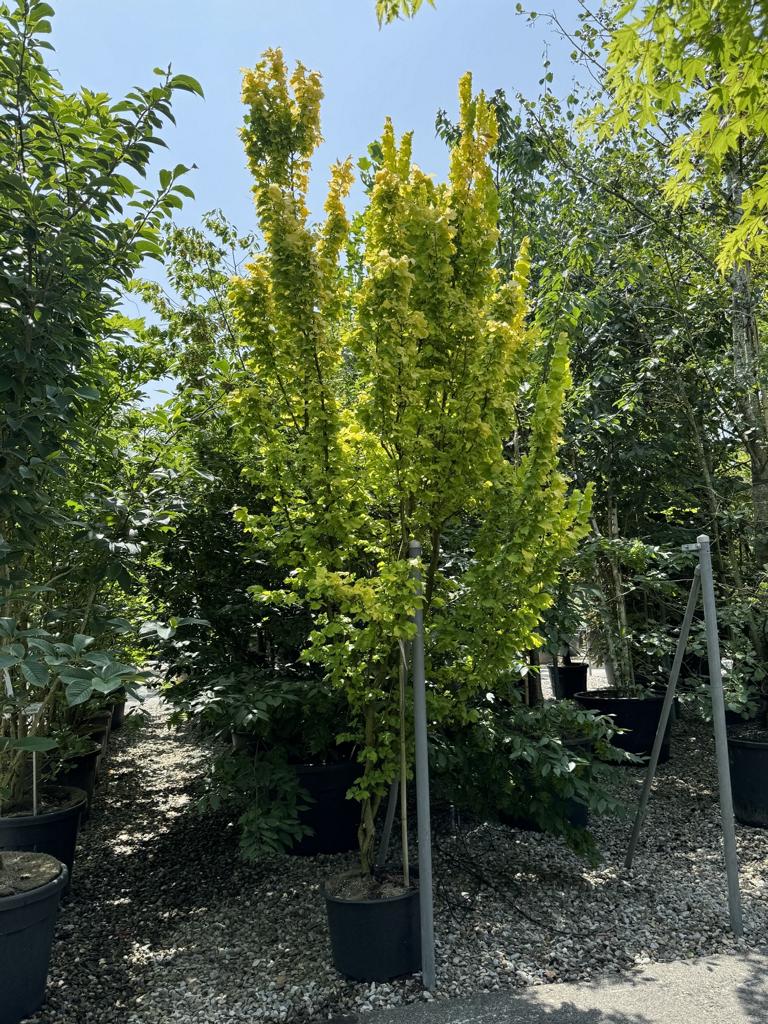Ulmus hollandica (x) 'Wredei'