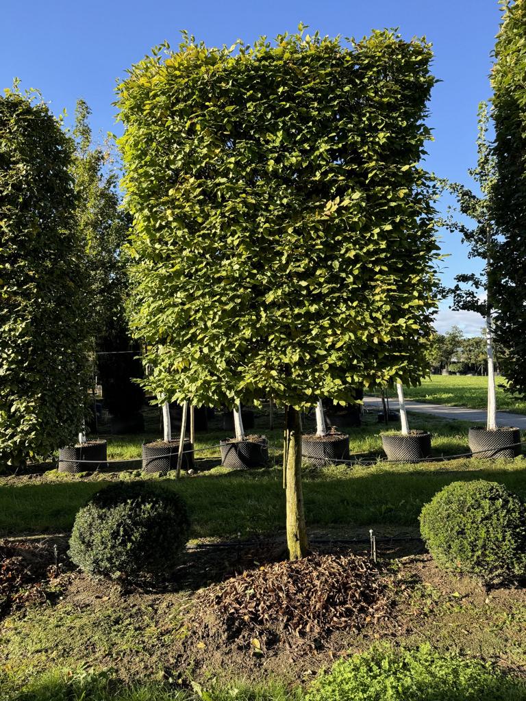 Carpinus betulus Spalierform