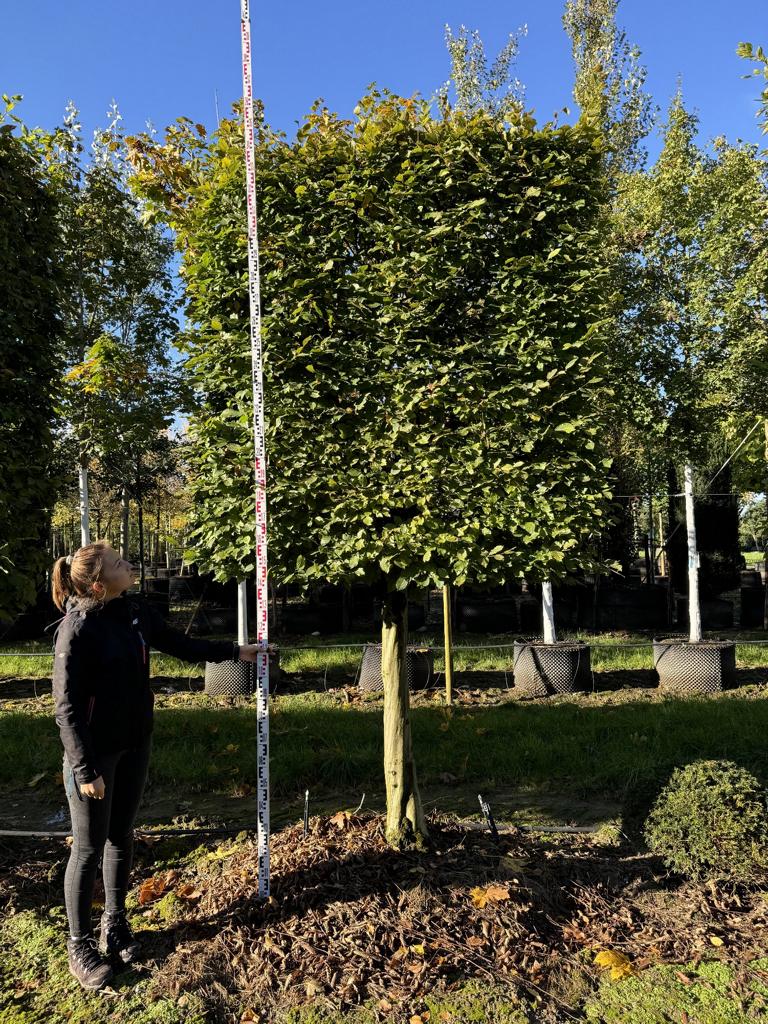 Carpinus betulus Spalierform