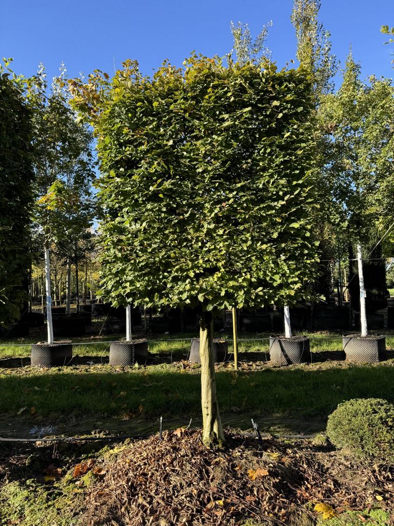 Carpinus betulus Spalierform