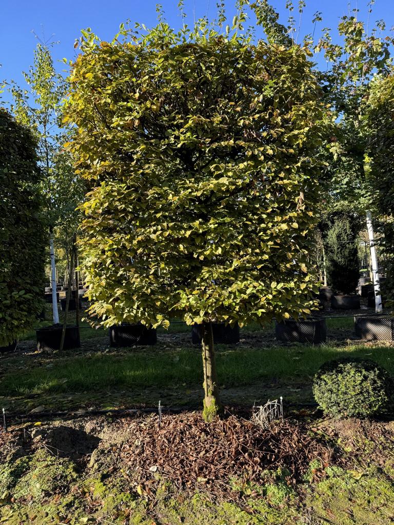 Carpinus betulus Spalierform