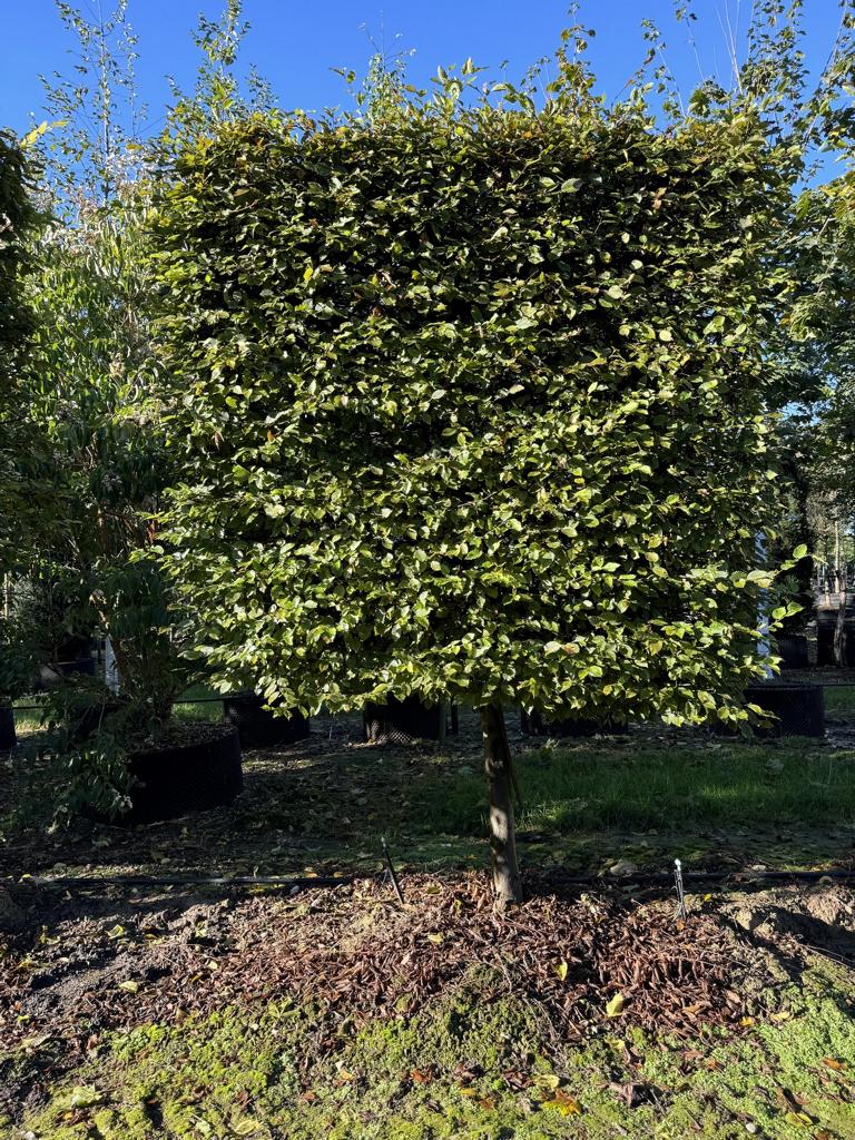 Carpinus betulus Spalierform