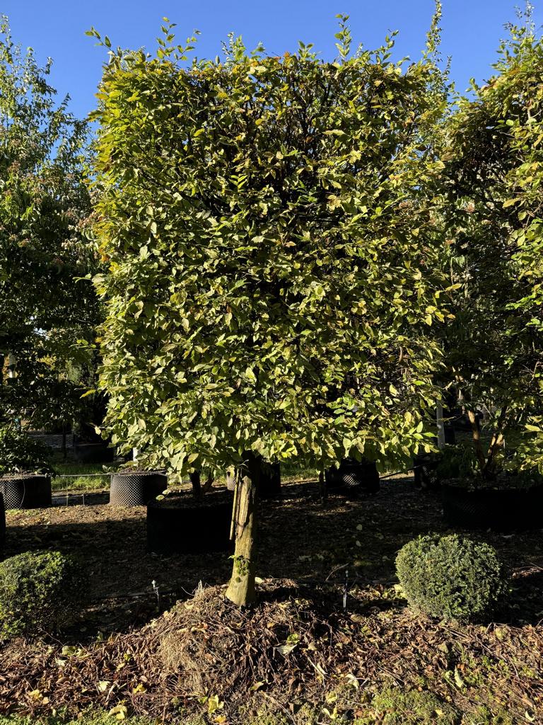 Carpinus betulus Spalierform