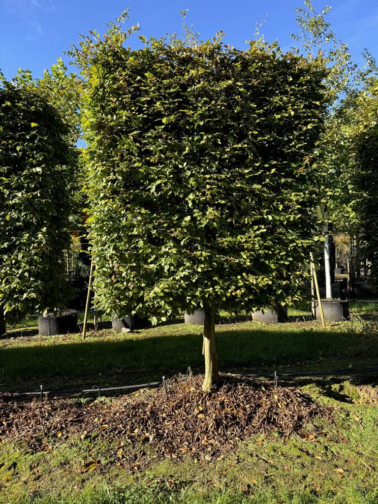 Carpinus betulus Spalierform