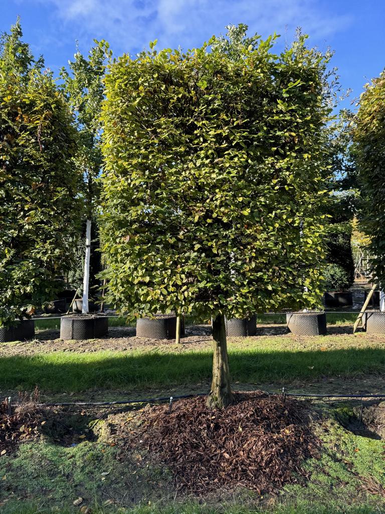 Carpinus betulus Spalierform