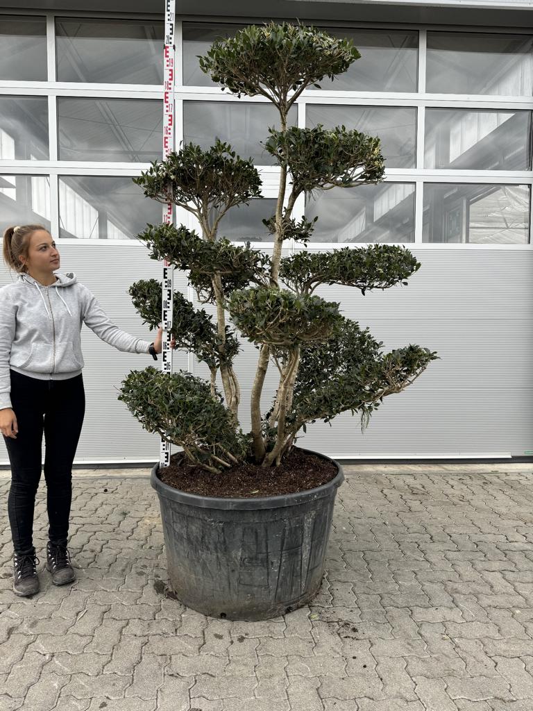 Osmanthus heterophyllus Bonsai