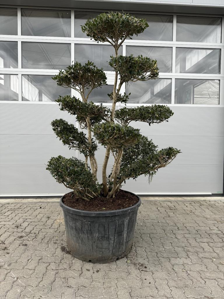 Osmanthus heterophyllus Bonsai