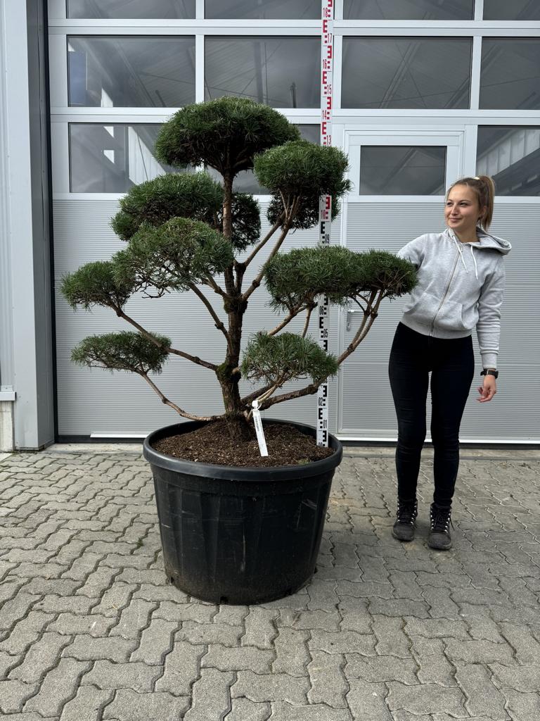 Pinus sylvestris Bonsaiform Spezial